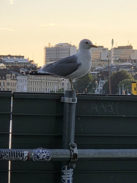 Sommaröl 57