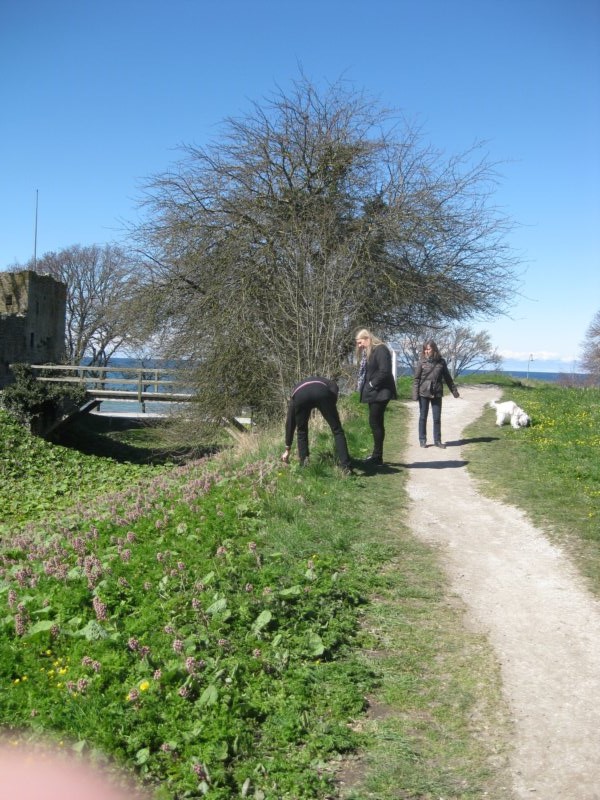 Visby 30